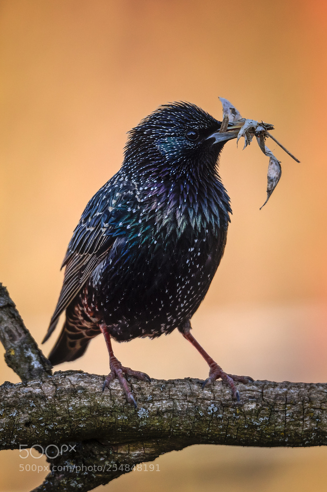 Canon EOS 5D Mark IV sample photo. Starling photography
