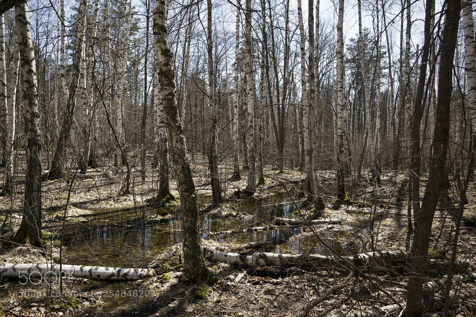 Sony a6000 sample photo. Spring forest photography
