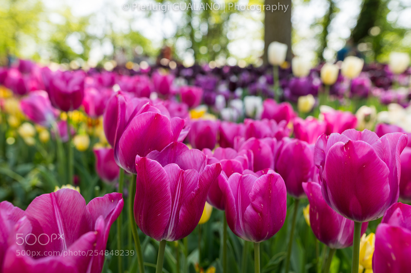 Nikon D850 sample photo. Tulips photography
