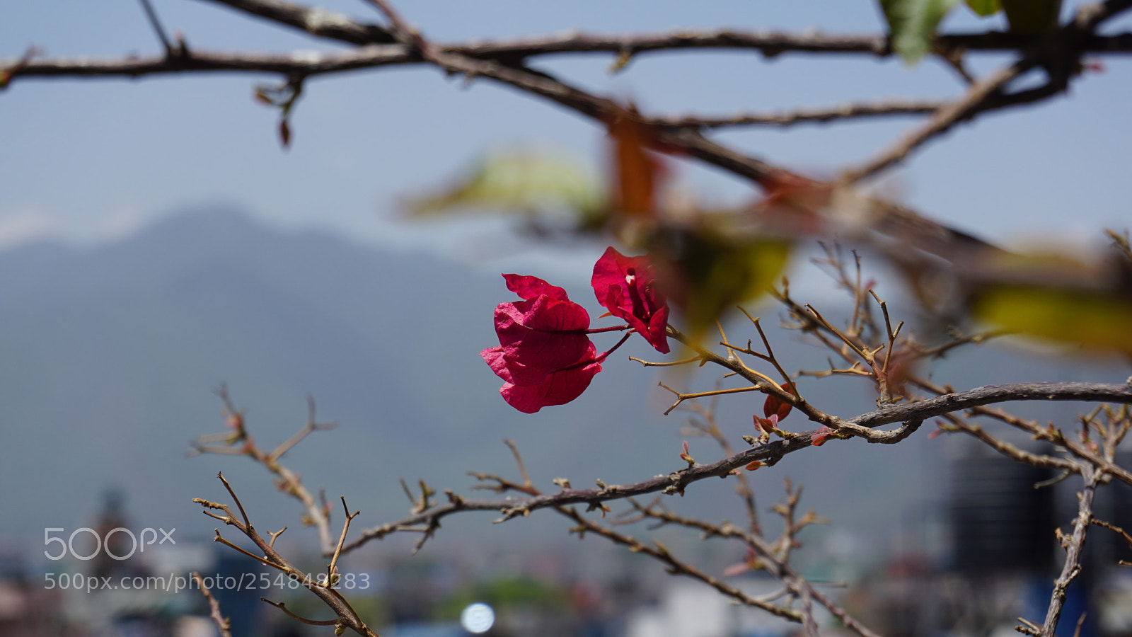 Sony a6000 sample photo. Spring in kathmandu photography