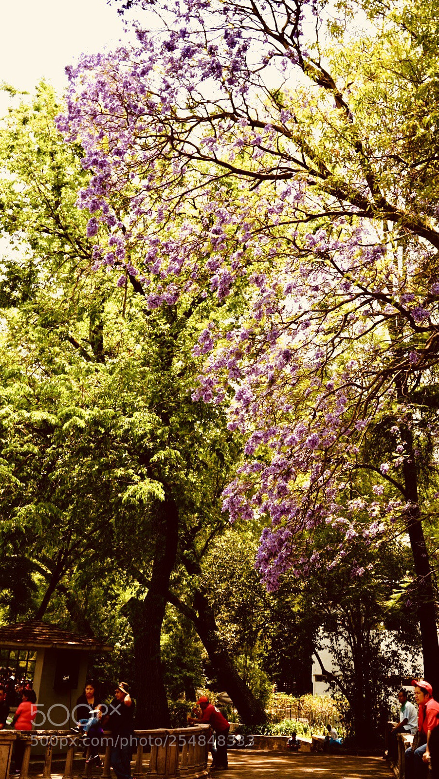 Sony a7 II sample photo. Jacaranda path photography