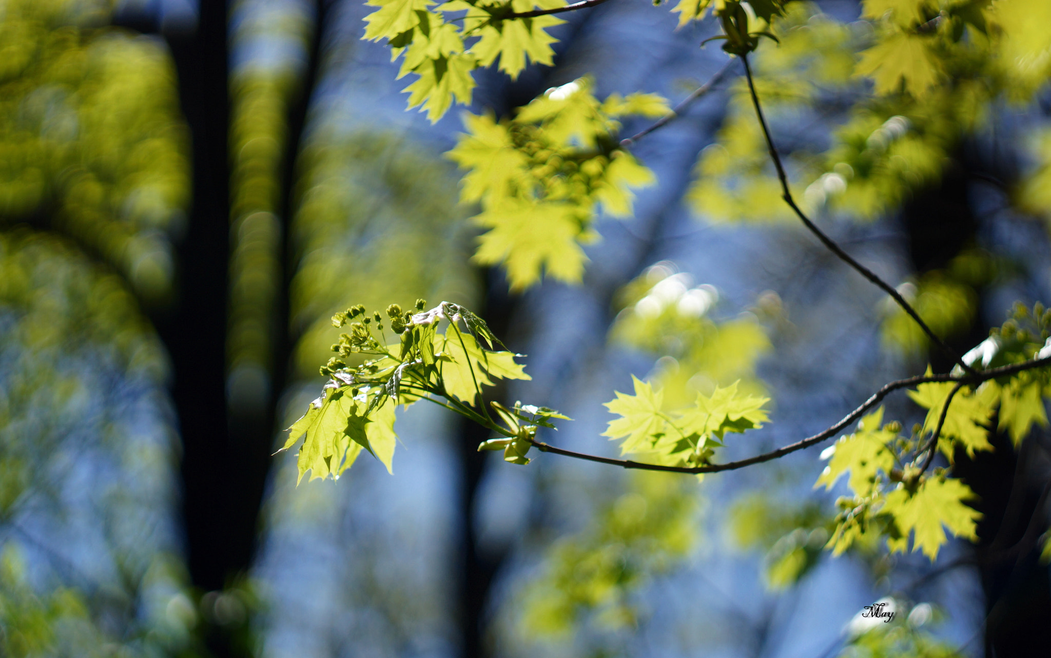 Sony SLT-A65 (SLT-A65V) sample photo. Spring foliage photography