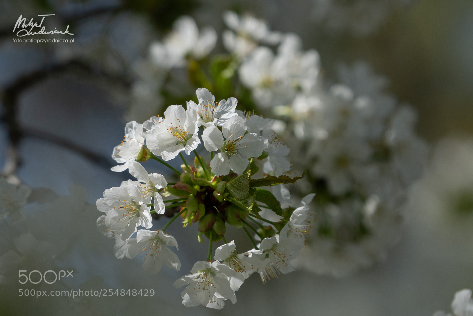 Sony a6500 sample photo. Springtime photography