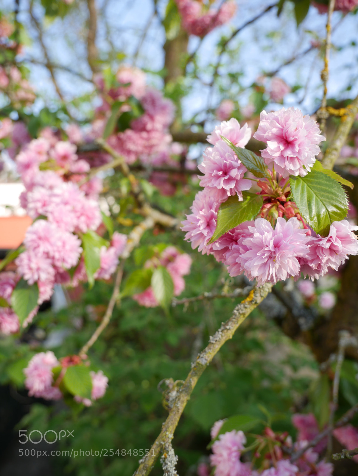 Panasonic DMC-G70 sample photo. Untitled photography