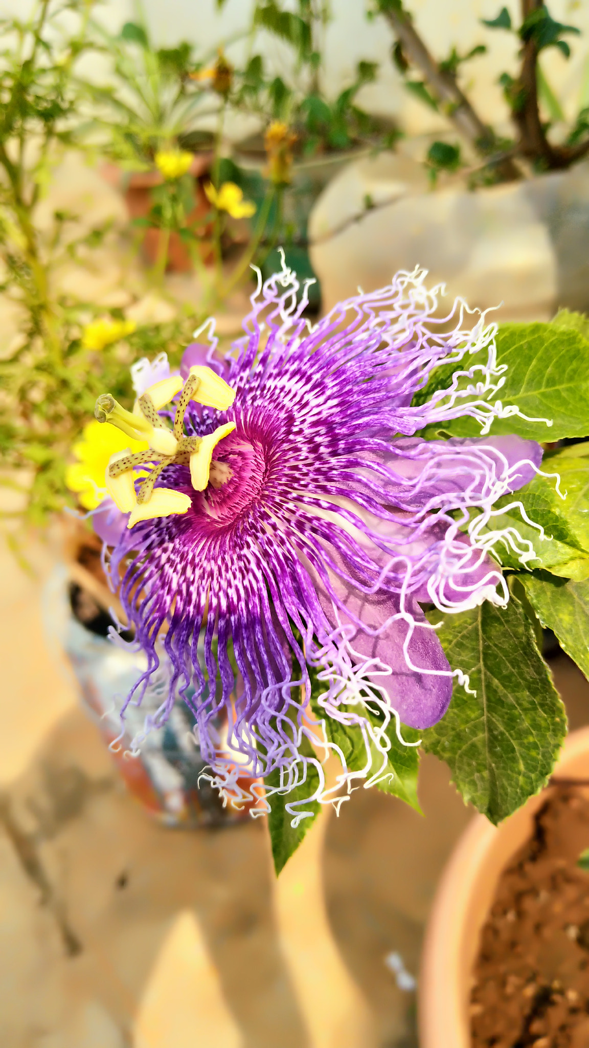 vivo 1611 sample photo