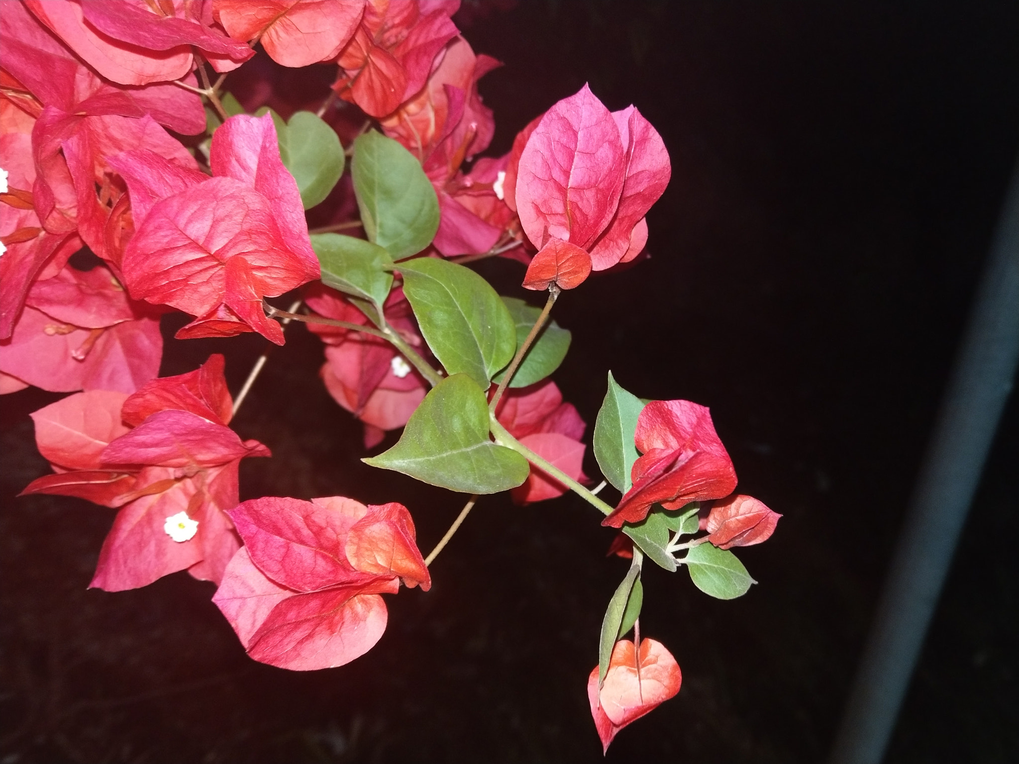 HTC U11 sample photo