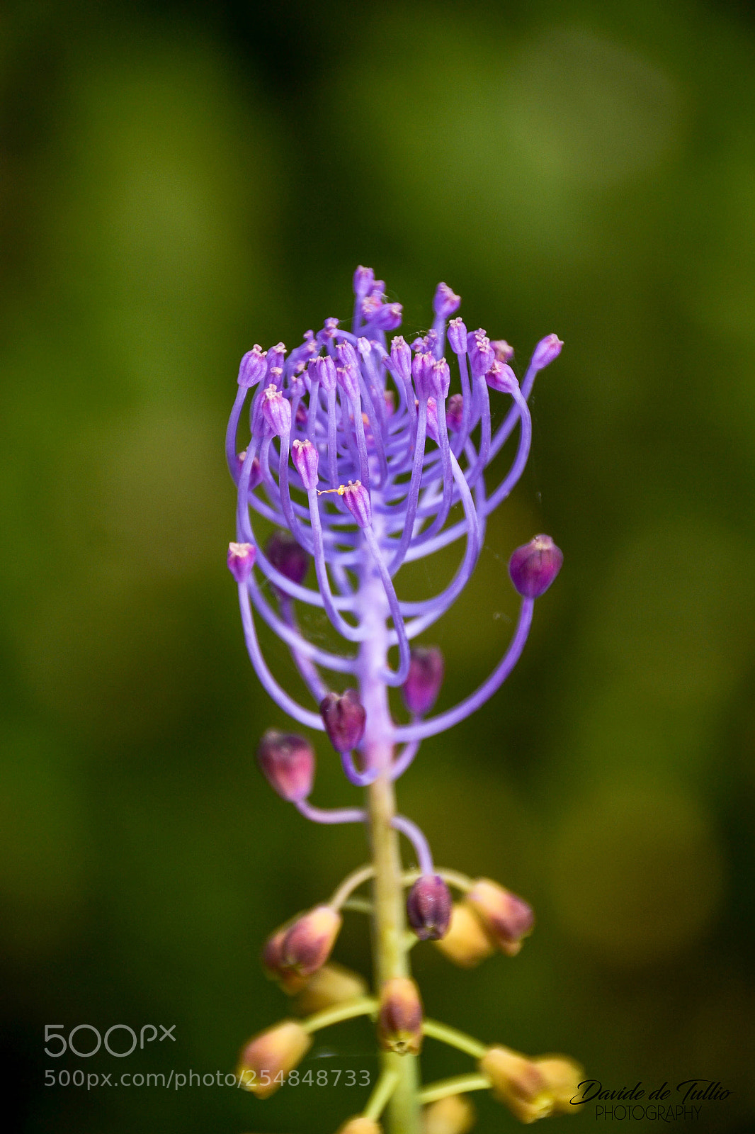 Nikon D3100 sample photo. Macro photography