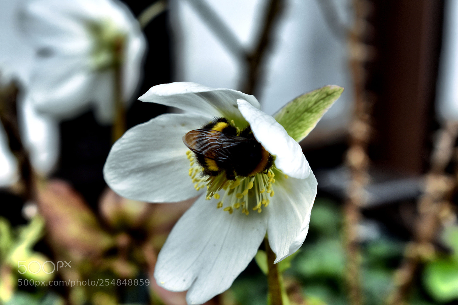 Nikon D3400 sample photo. Le bourdon episode ii photography