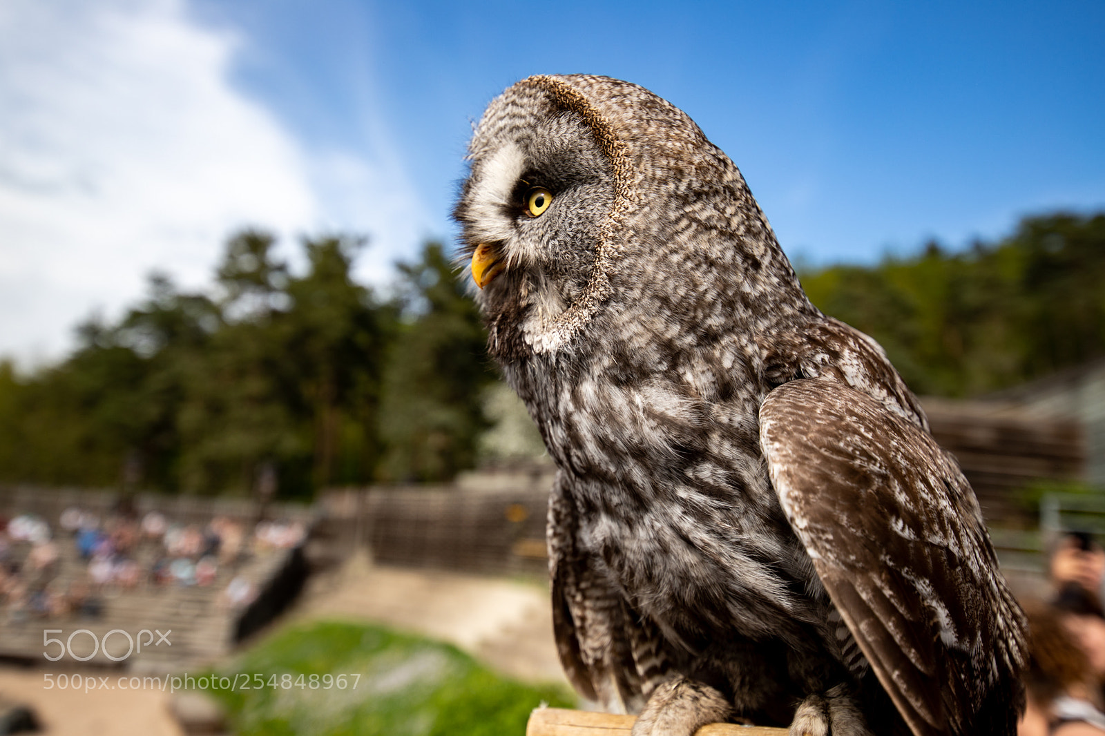 Canon EOS 6D Mark II sample photo. Chouette lapone photography