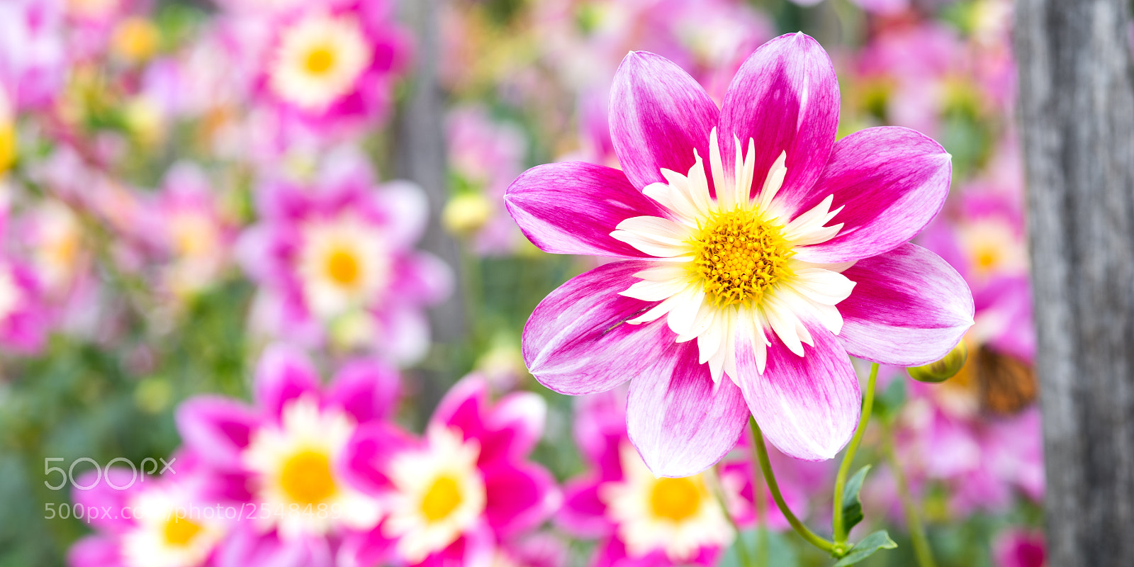 Nikon D810 sample photo. Dahlia "mrs jackson" photography