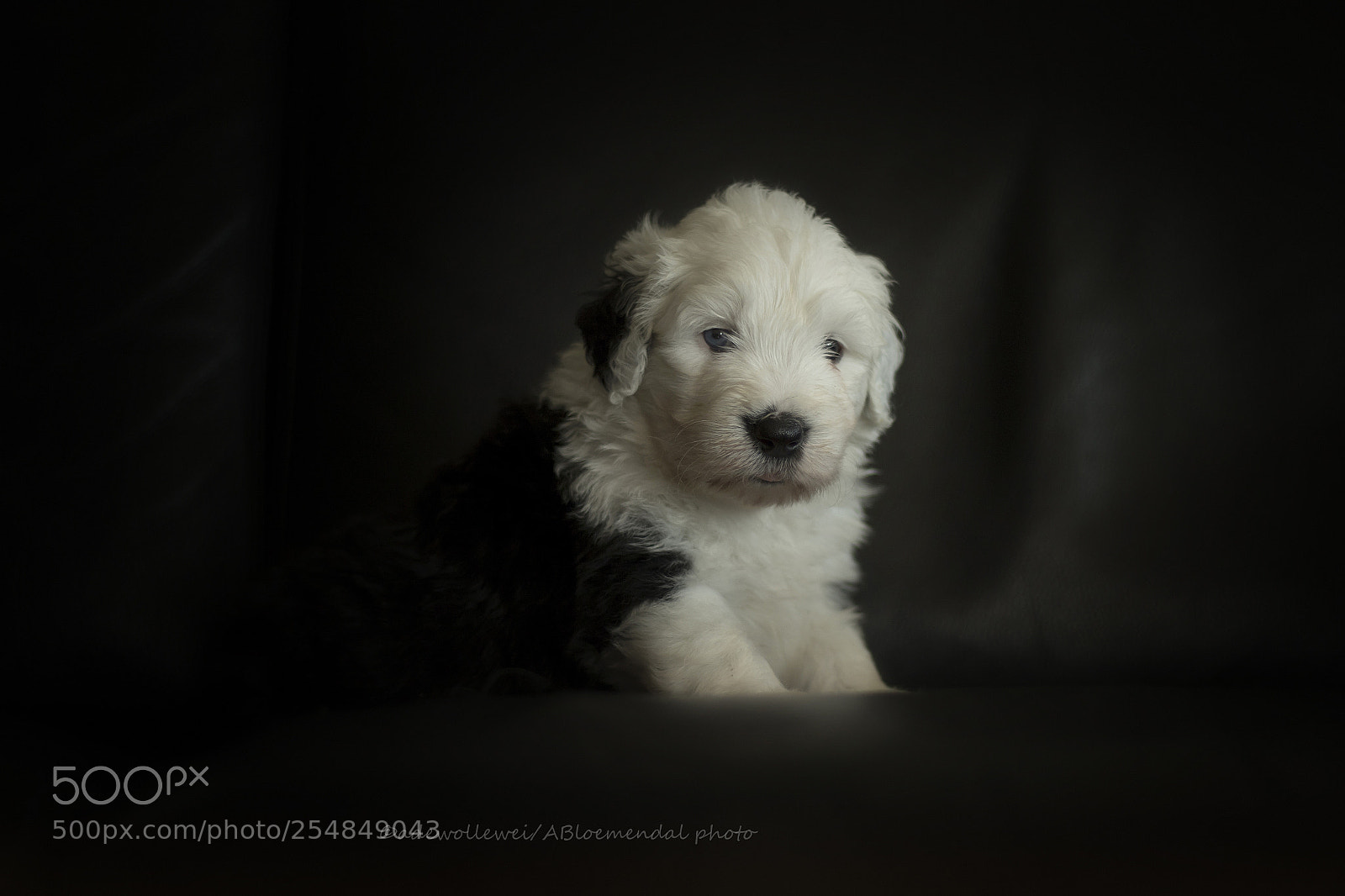 Canon EOS 7D Mark II sample photo. Puppy portrait photography