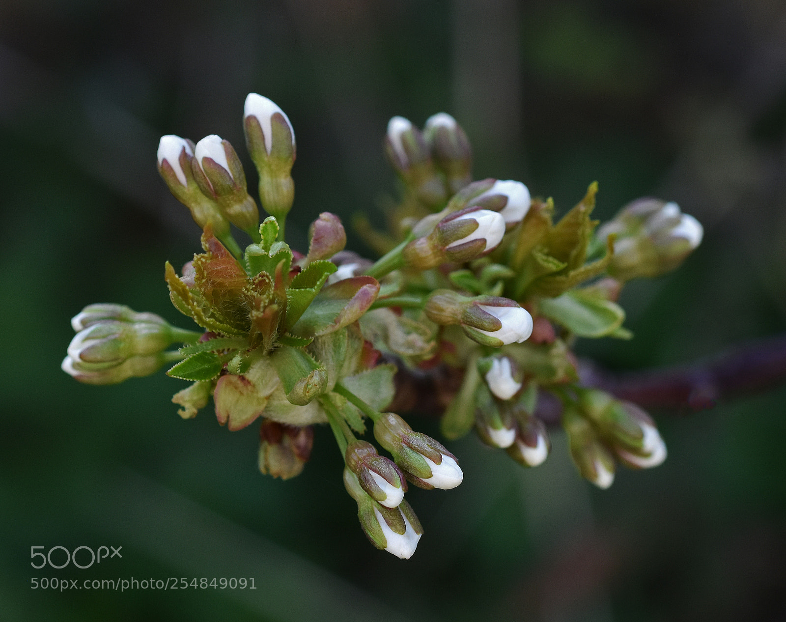 Nikon D7200 sample photo. Soon to flower photography