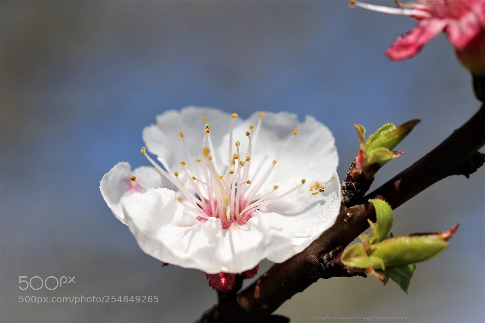 Canon EOS 7D Mark II sample photo. Cherry blossoms photography