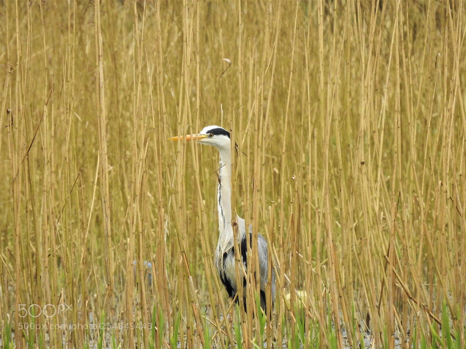 Nikon Coolpix P900 sample photo. Grey heron hiding photography
