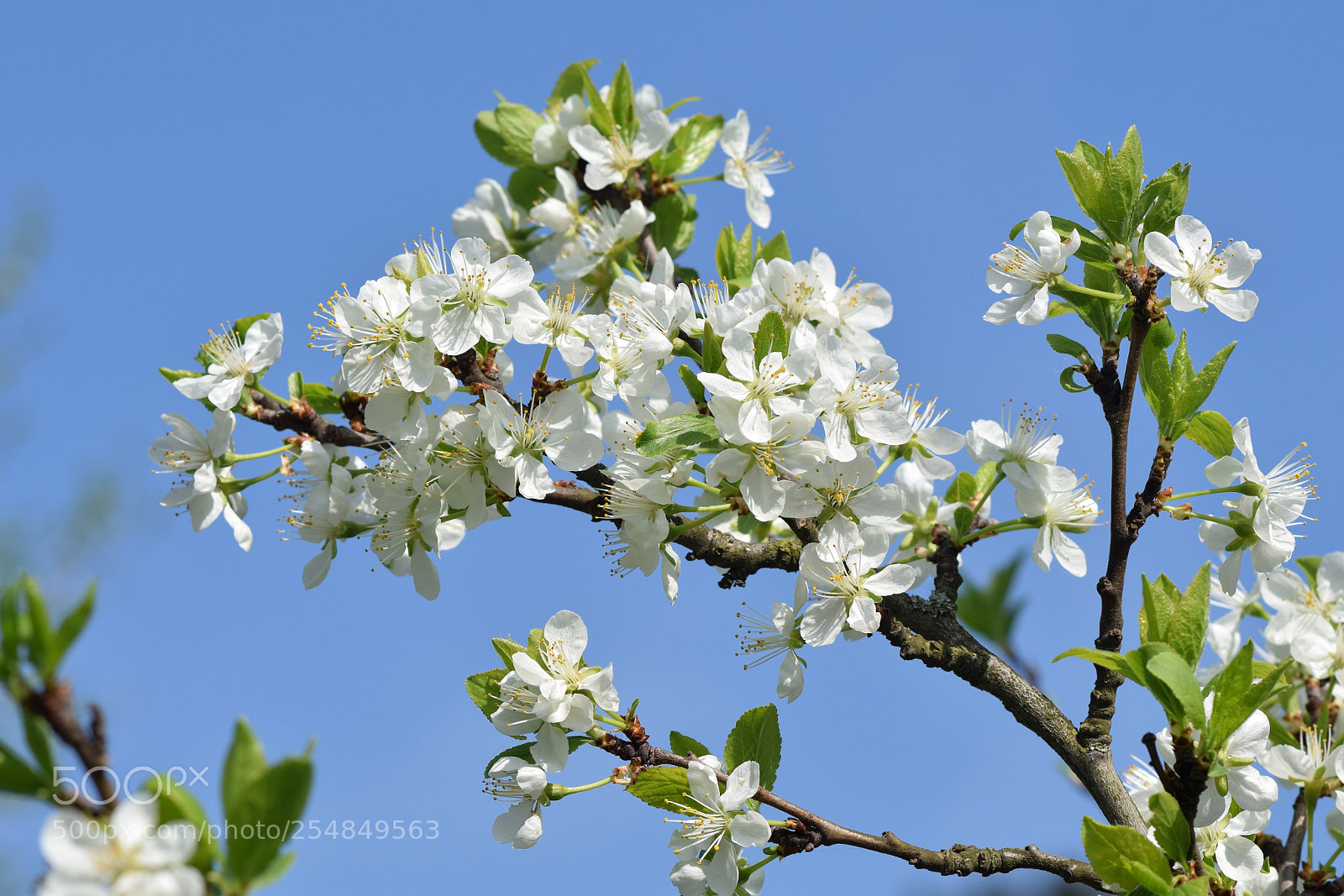 Nikon D5300 sample photo. Spring photography