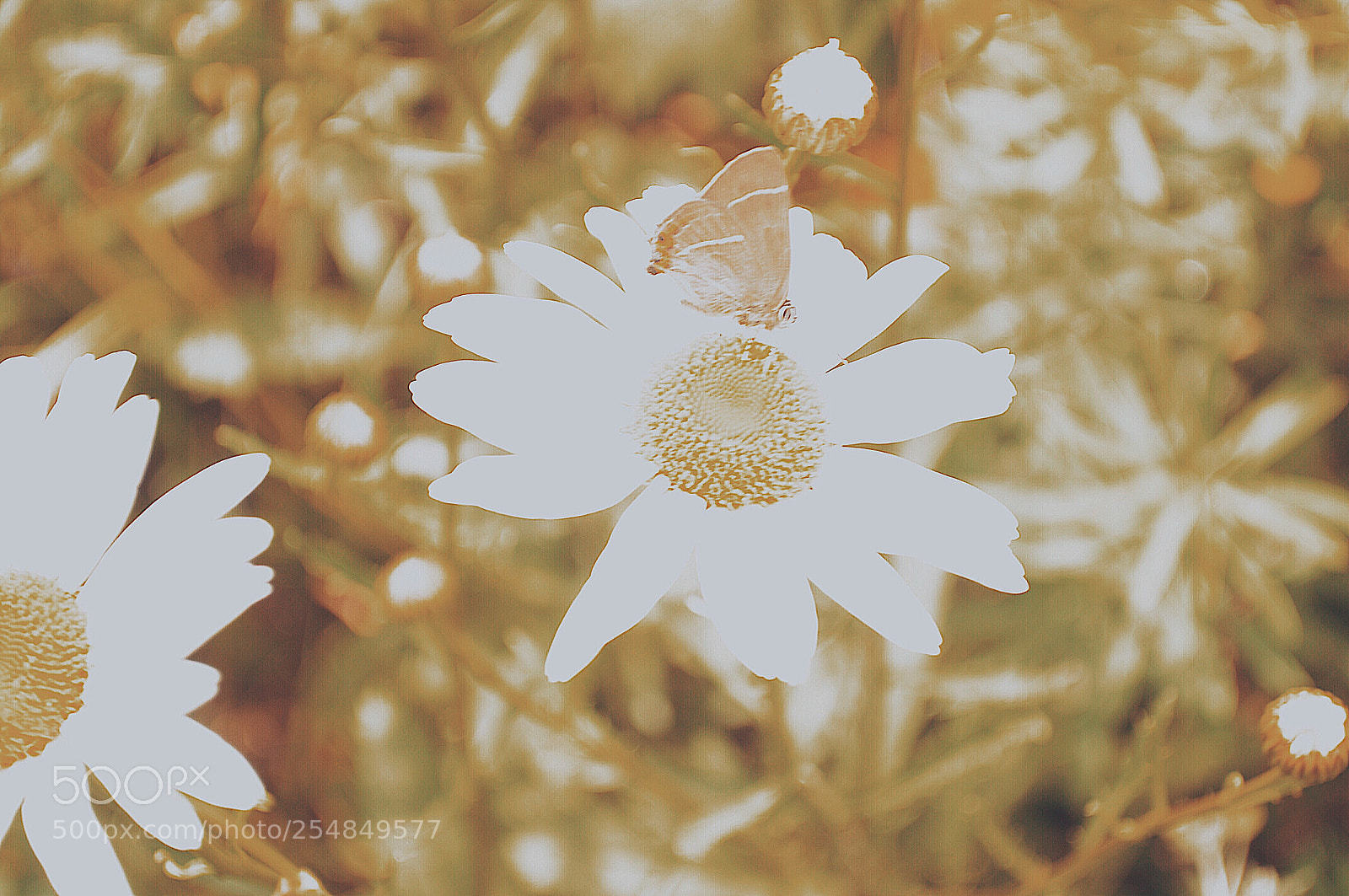 Nikon D5000 sample photo. Butterfly  photography