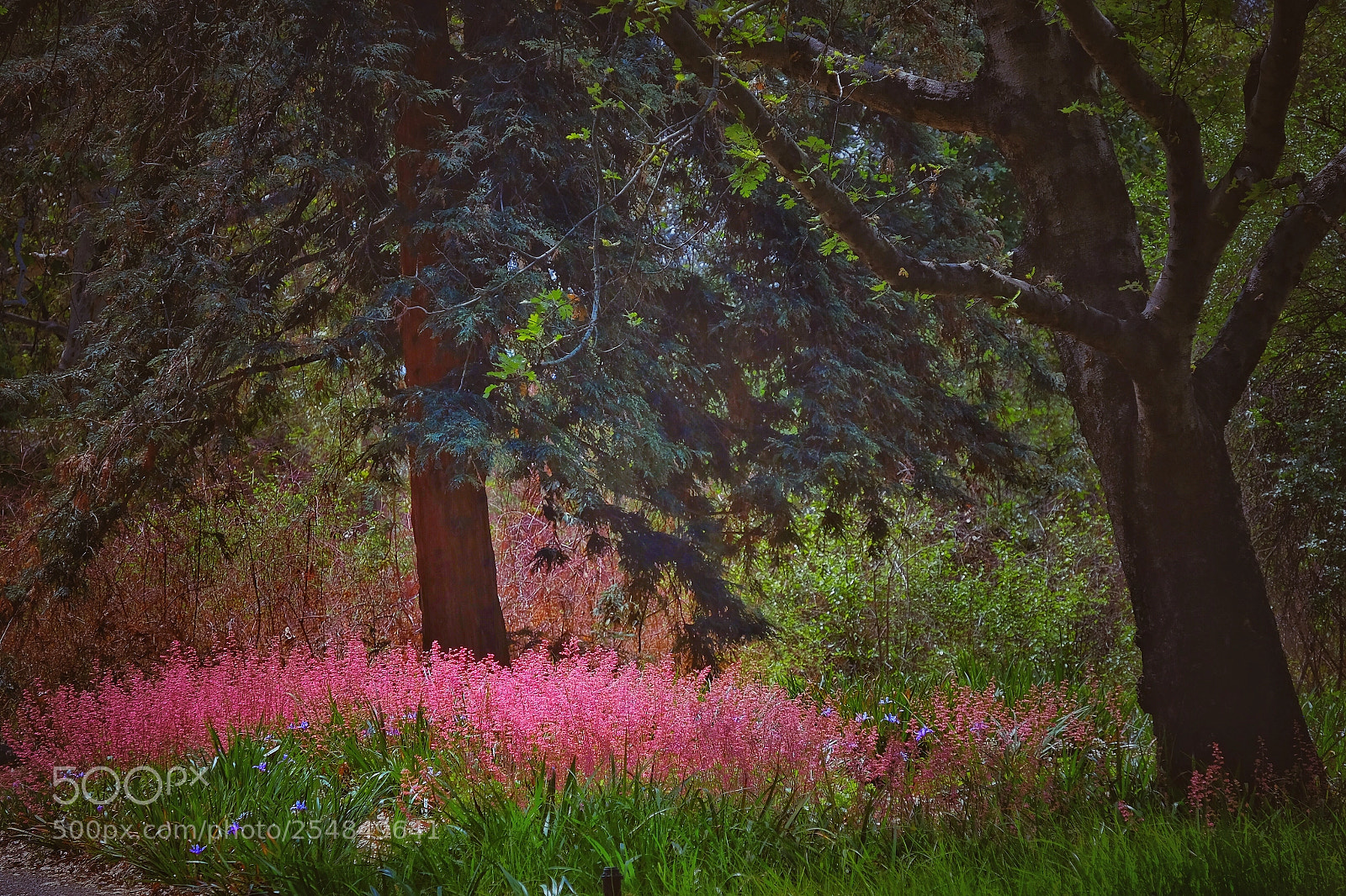 Fujifilm X-T1 sample photo. The pink spot 2 photography