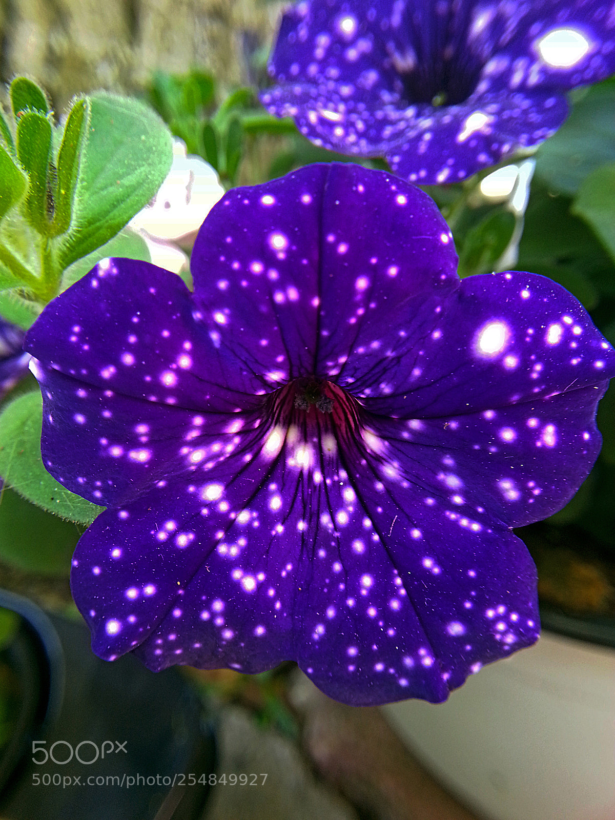 Samsung Galaxy Note2 sample photo. Flower photography