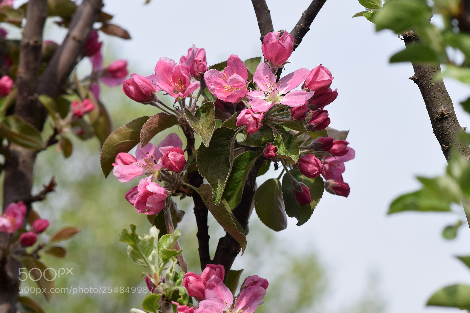 Nikon D5300 sample photo. Spring photography
