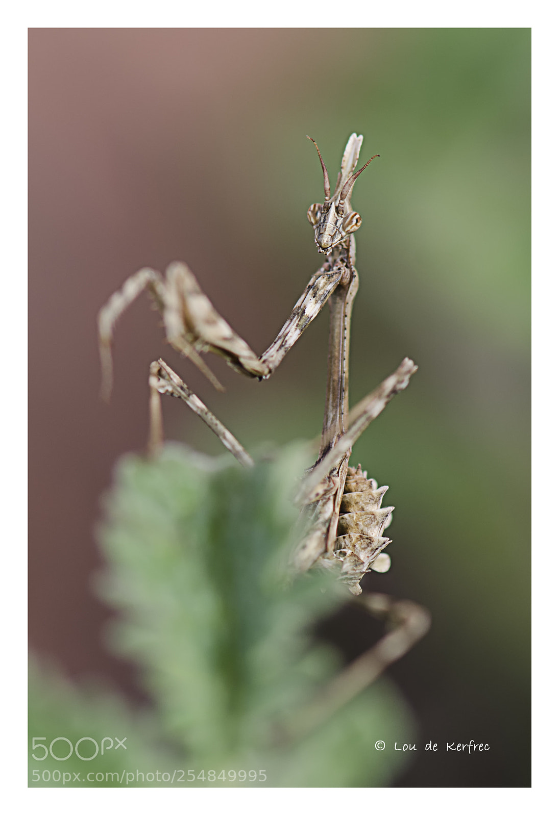 Nikon D7000 sample photo. Empusa penata - le photography