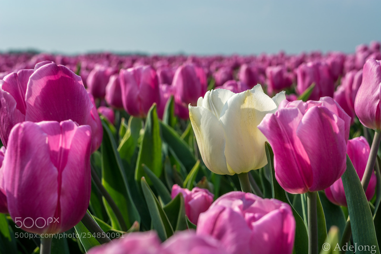 Nikon D5200 sample photo. Tulips from holland photography