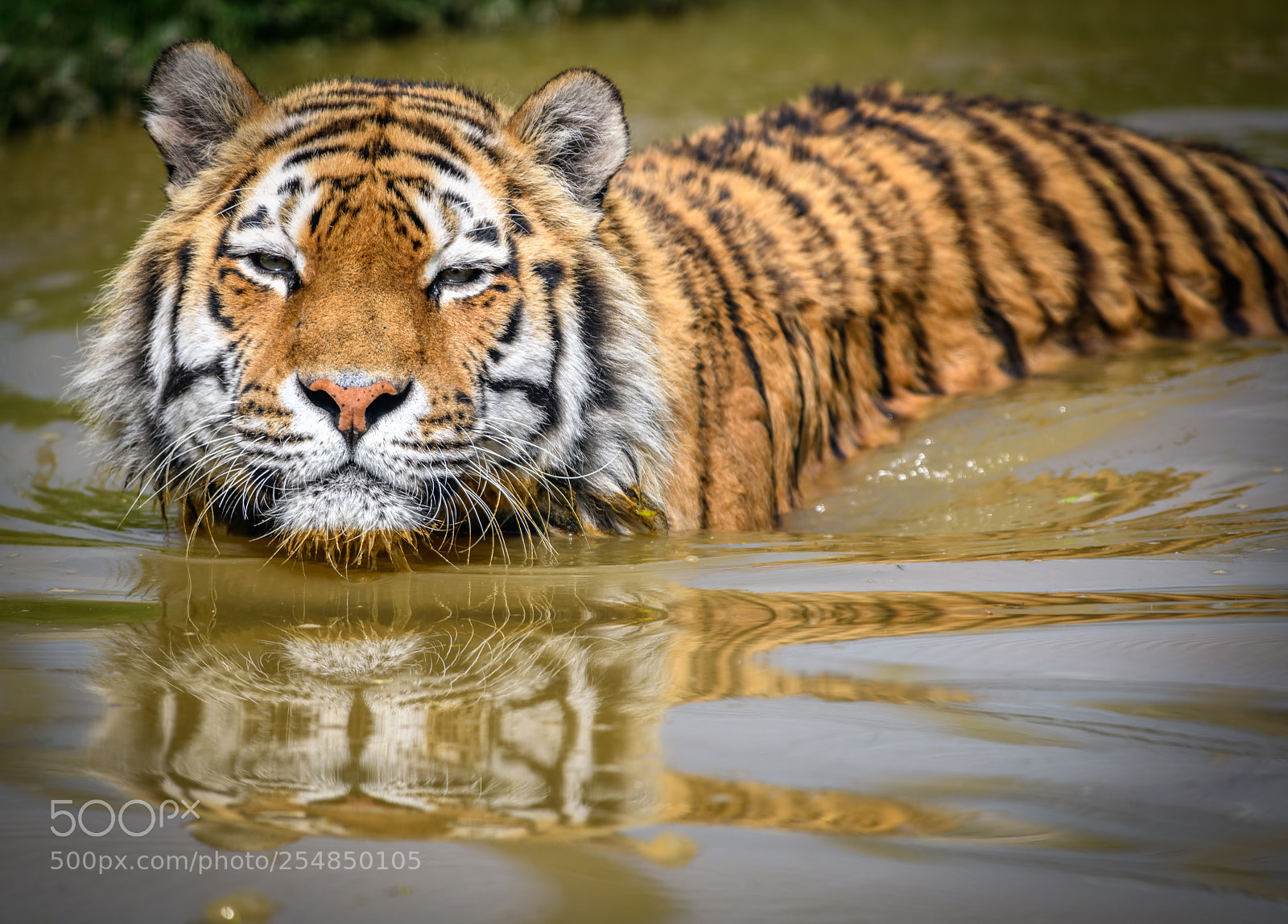 Nikon D850 sample photo. Amur tiger taking a photography