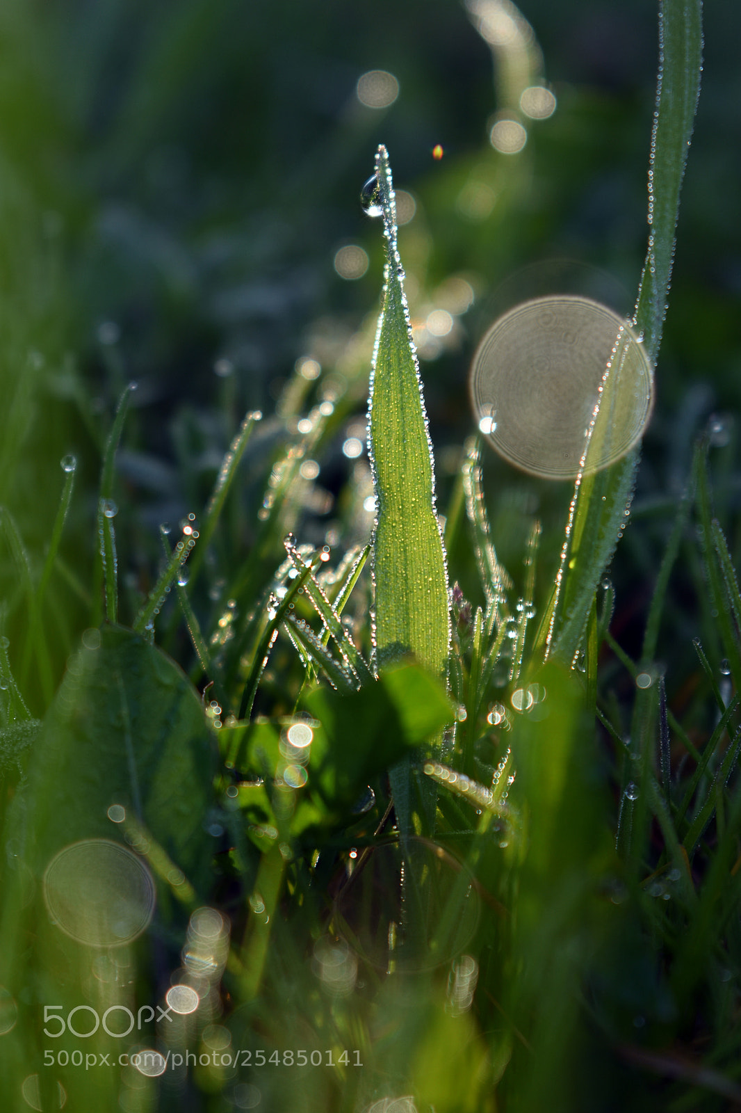 Nikon D3400 sample photo. Morning dew photography