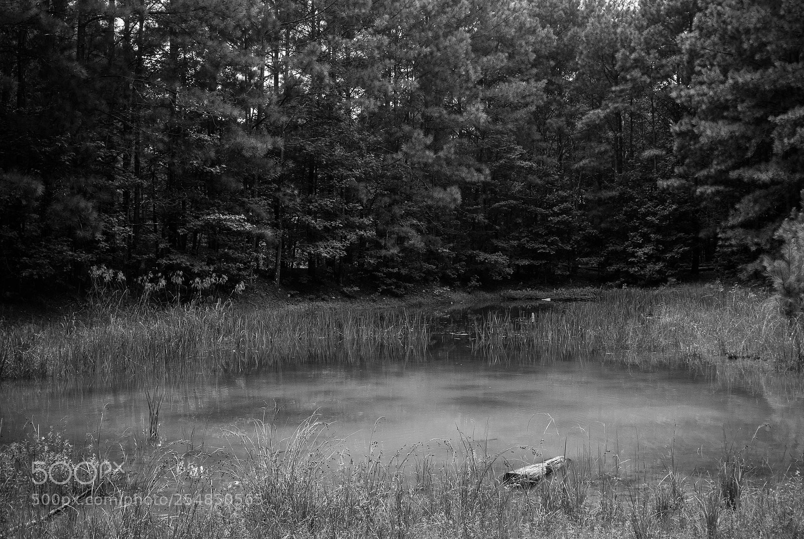 Nikon D7000 sample photo. Untitled photography
