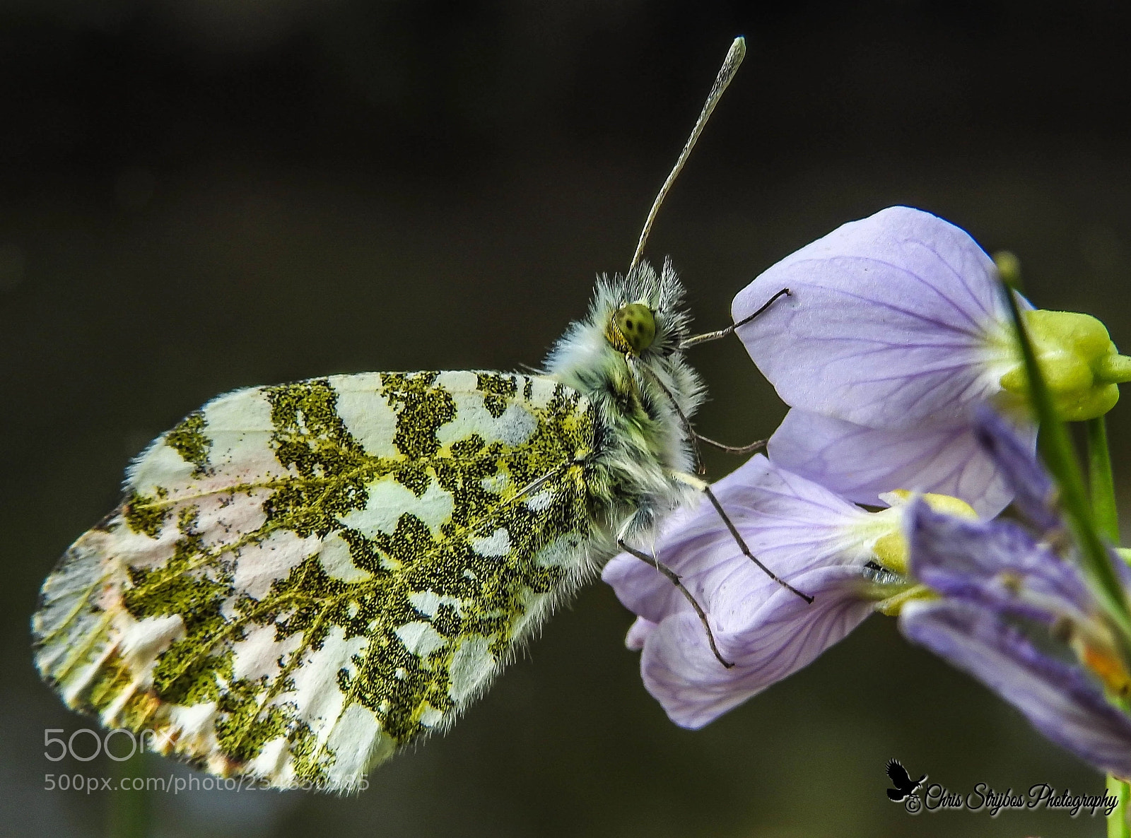 Nikon Coolpix P900 sample photo. Orange tip  (oranje tipje) photography