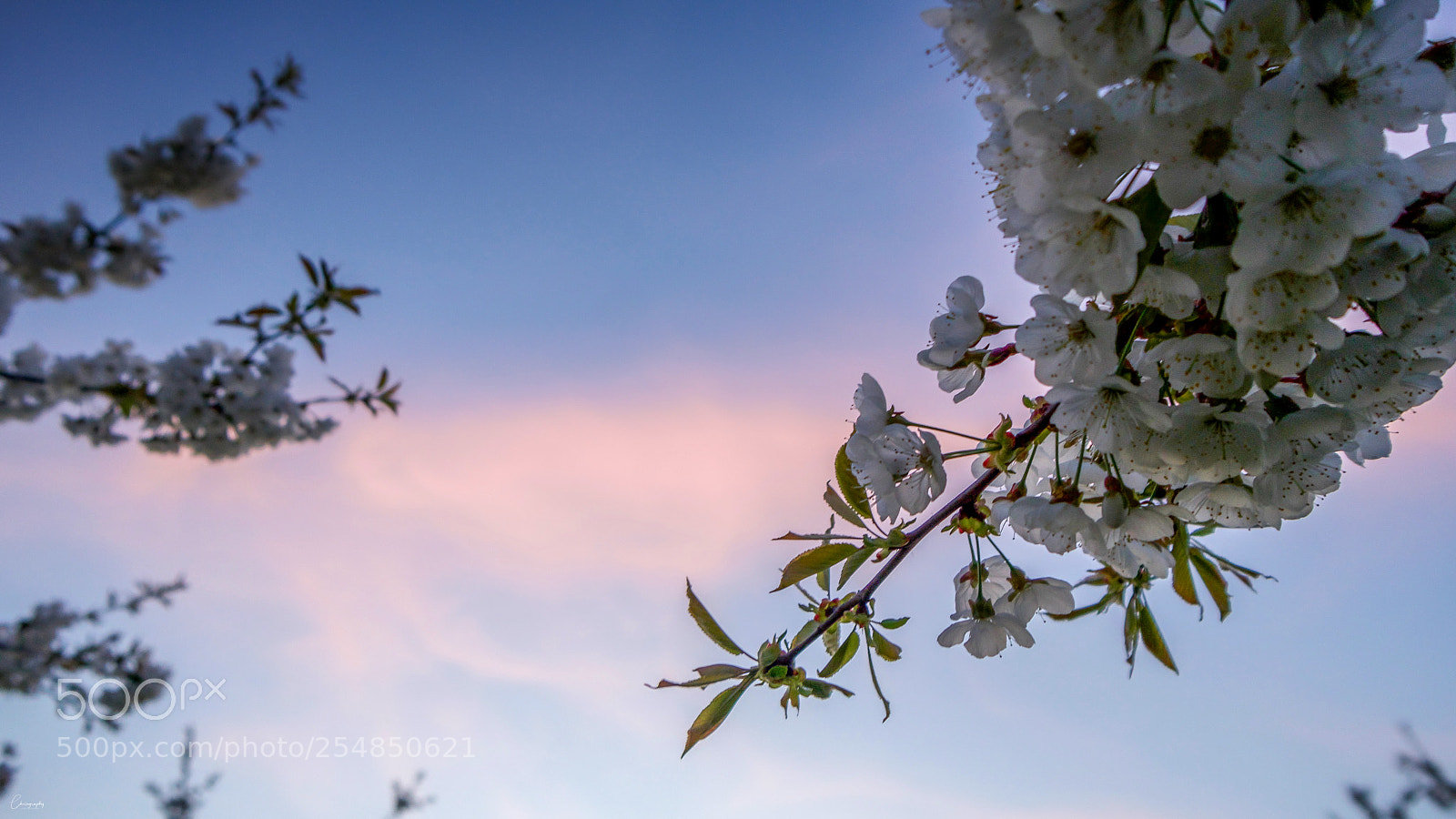 Sony a6500 sample photo. White blossom photography