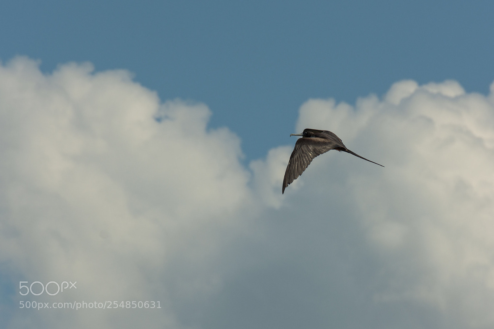 Nikon D7200 sample photo. Flying photography