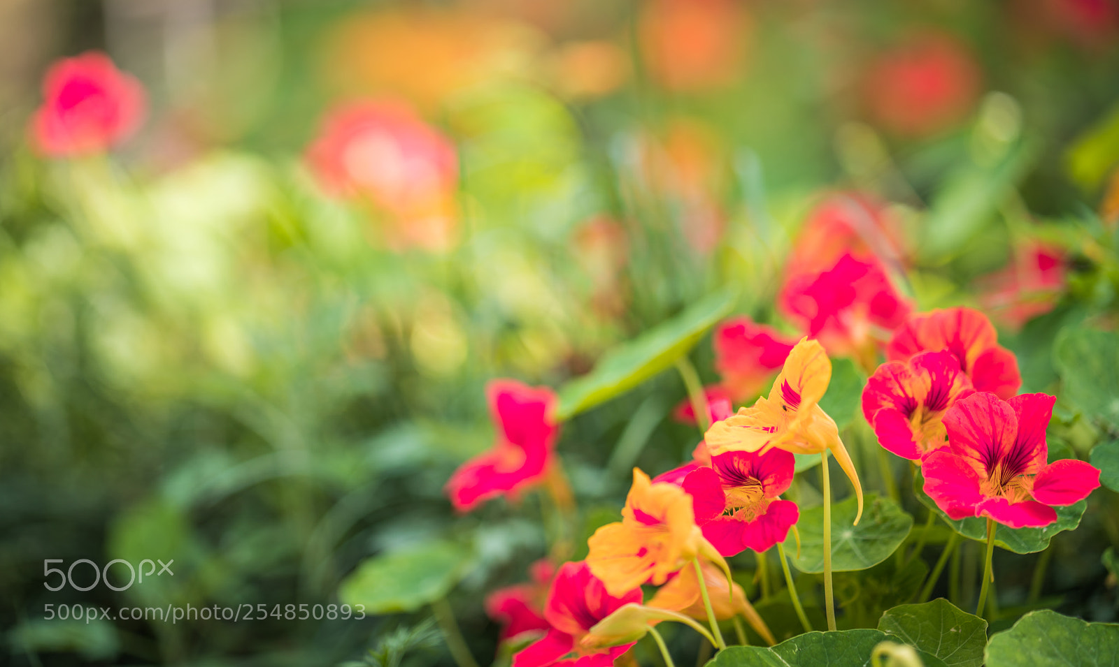 Sony a7R III sample photo. Flowers in bloom photography
