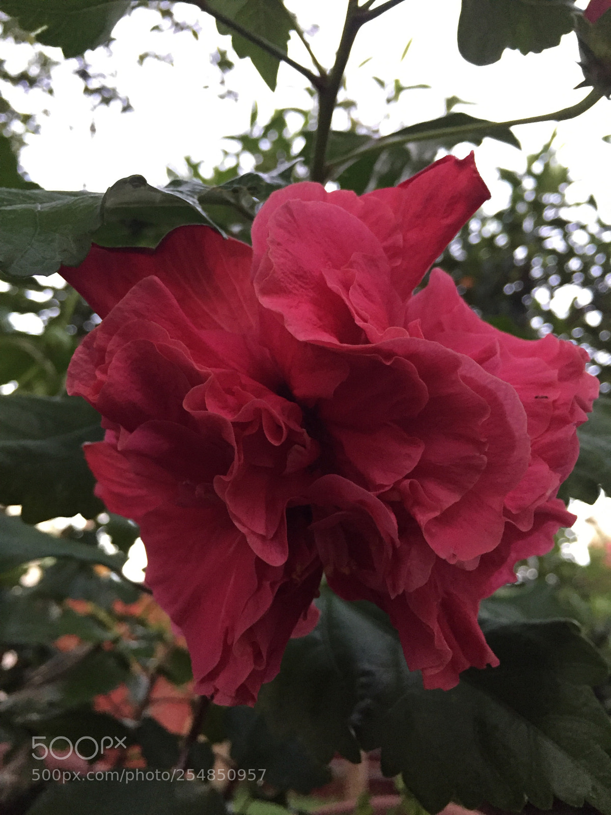 Apple iPhone 6 sample photo. Ibisco  photography