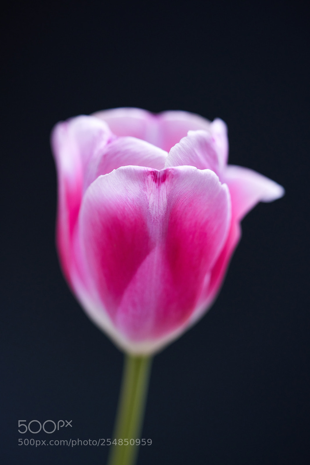 Sony a7R III sample photo. Flower photography