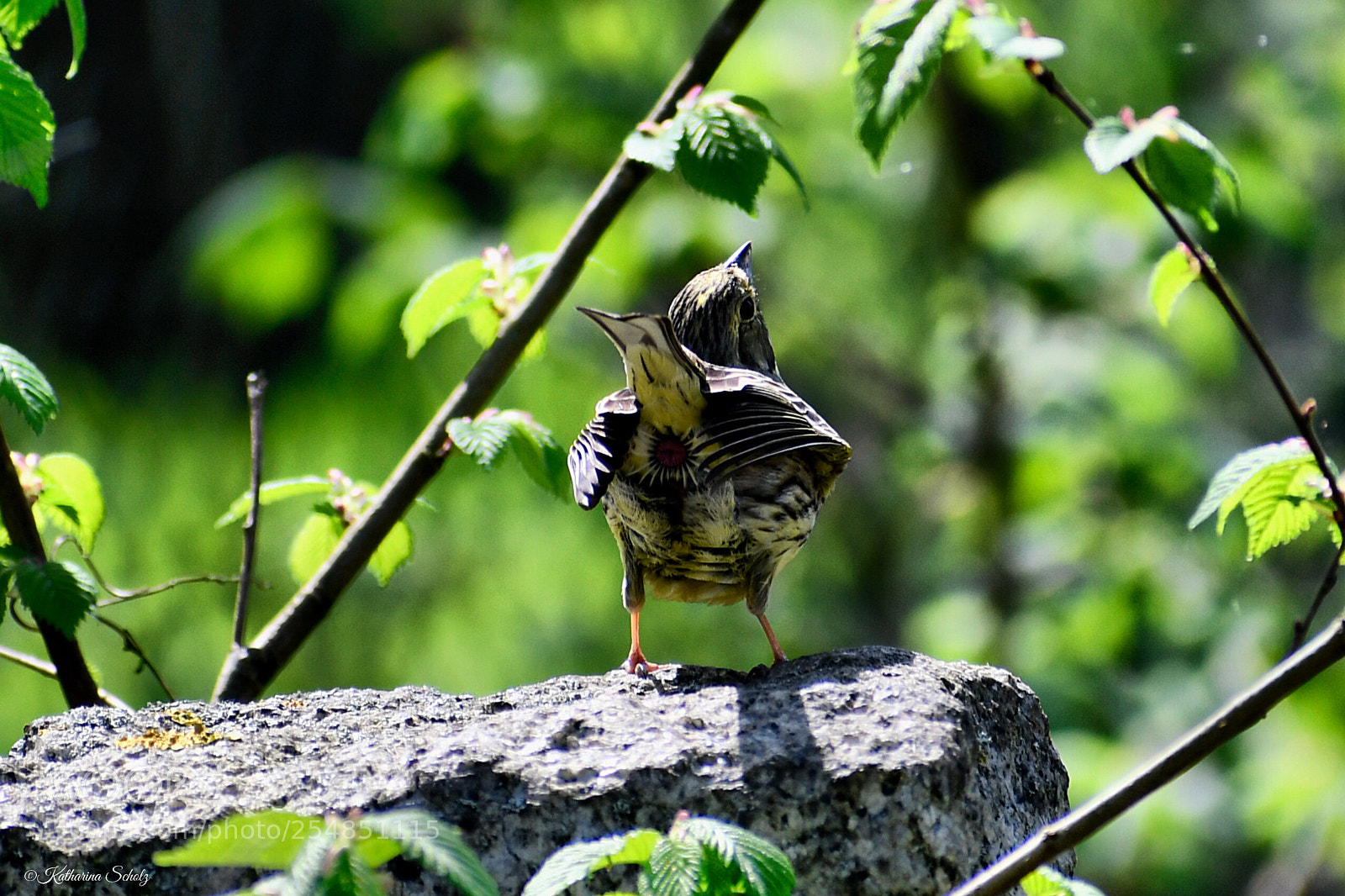 Nikon D7500 sample photo. Goldammer  photography