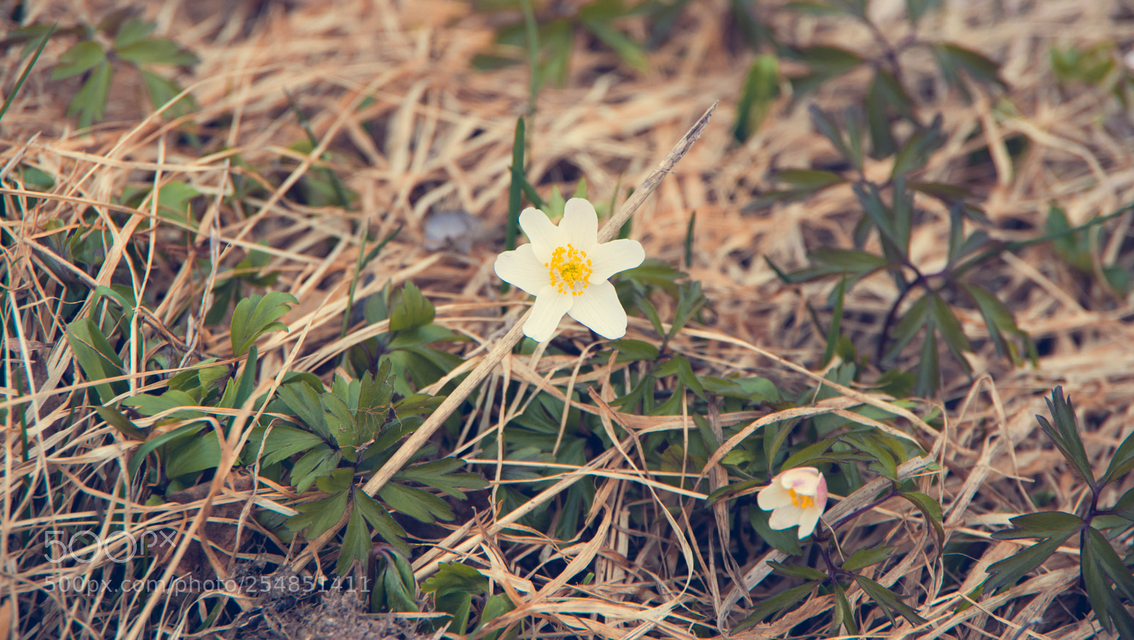 Pentax K-3 II sample photo. Wood anemone photography