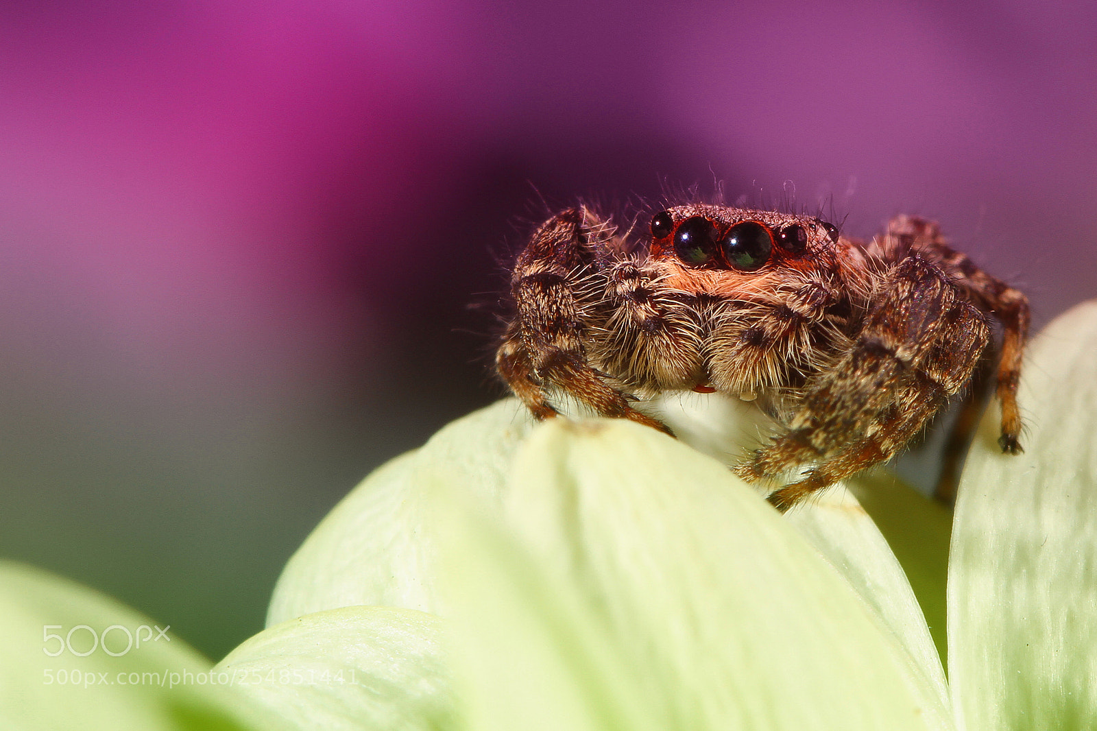 Canon EOS 7D sample photo. Springspin (jumping-spider) photography
