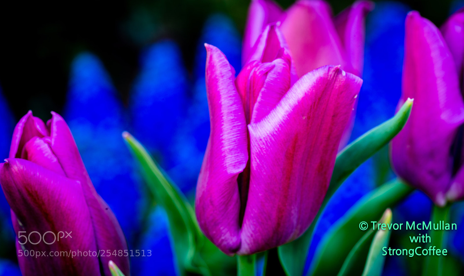 Nikon D800 sample photo. Red tulip on blue photography