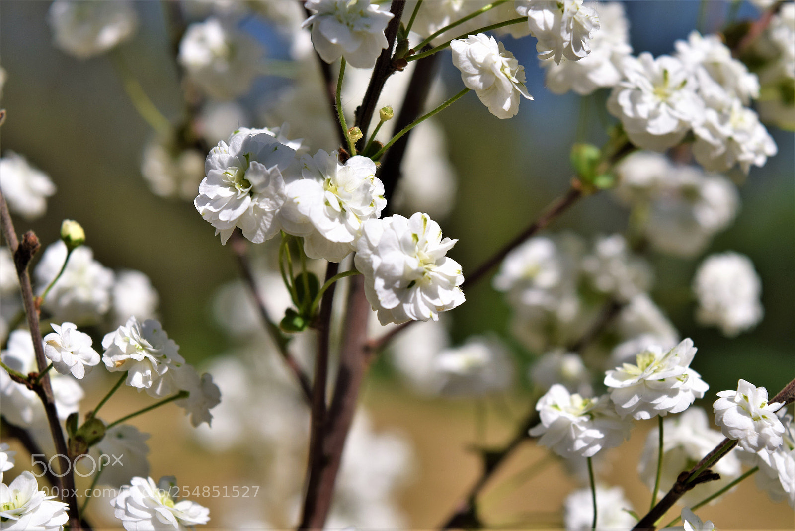 Nikon D3300 sample photo. Ružice photography