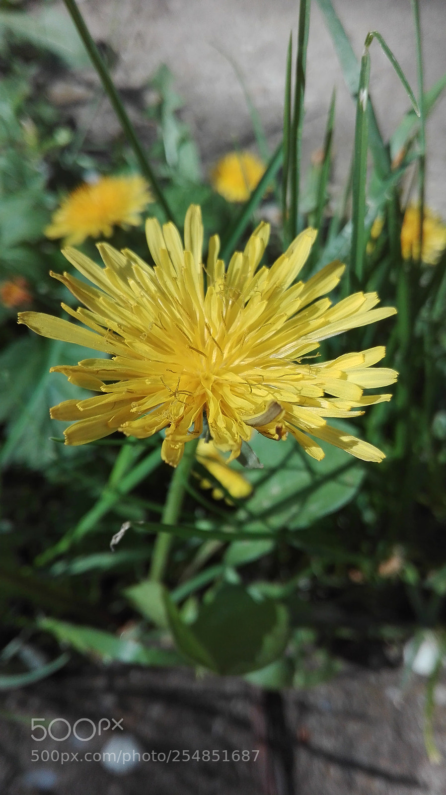 HUAWEI P8 Lite sample photo. Untitled photography