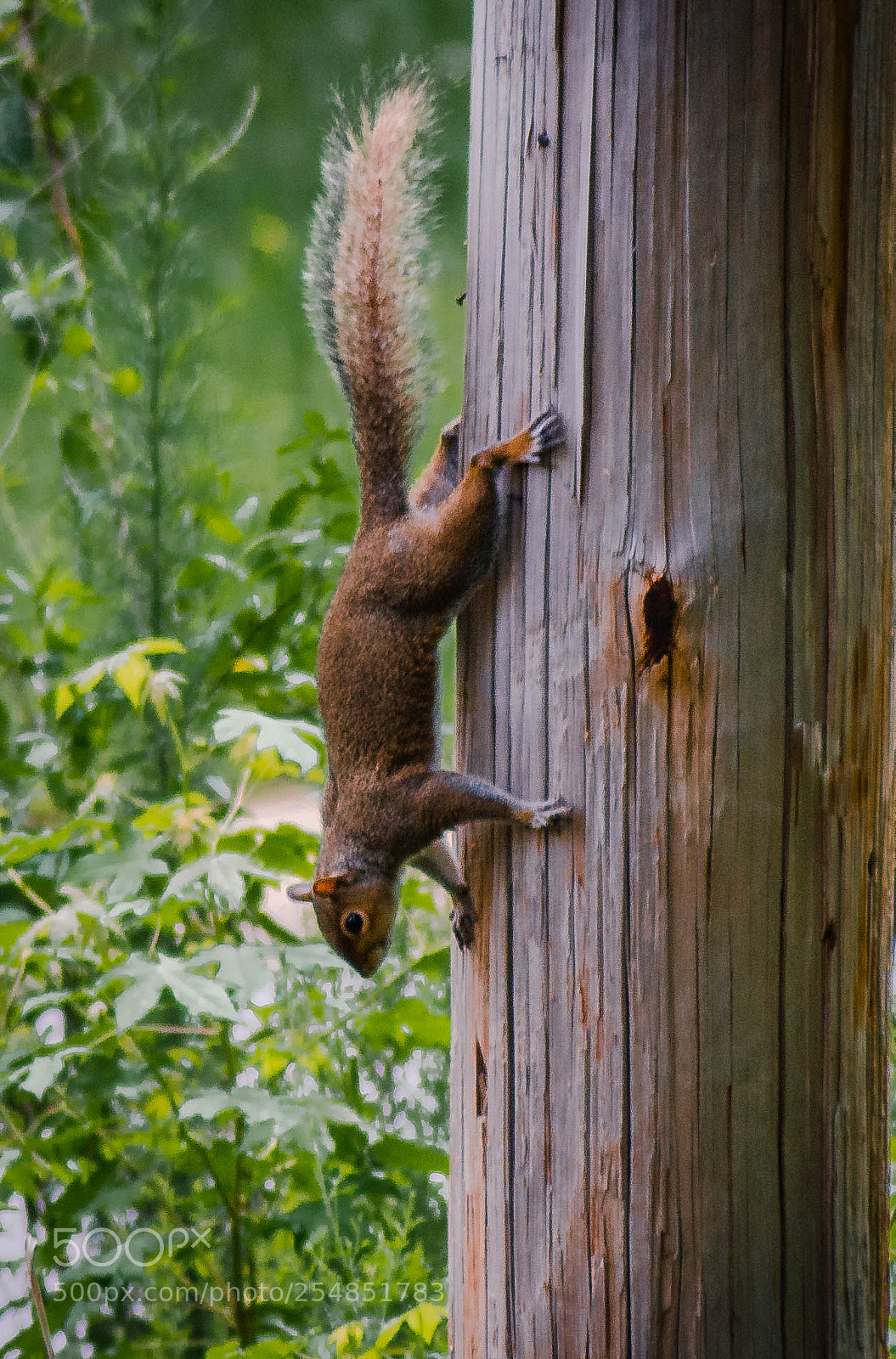 Nikon D7000 sample photo. Squrel photography