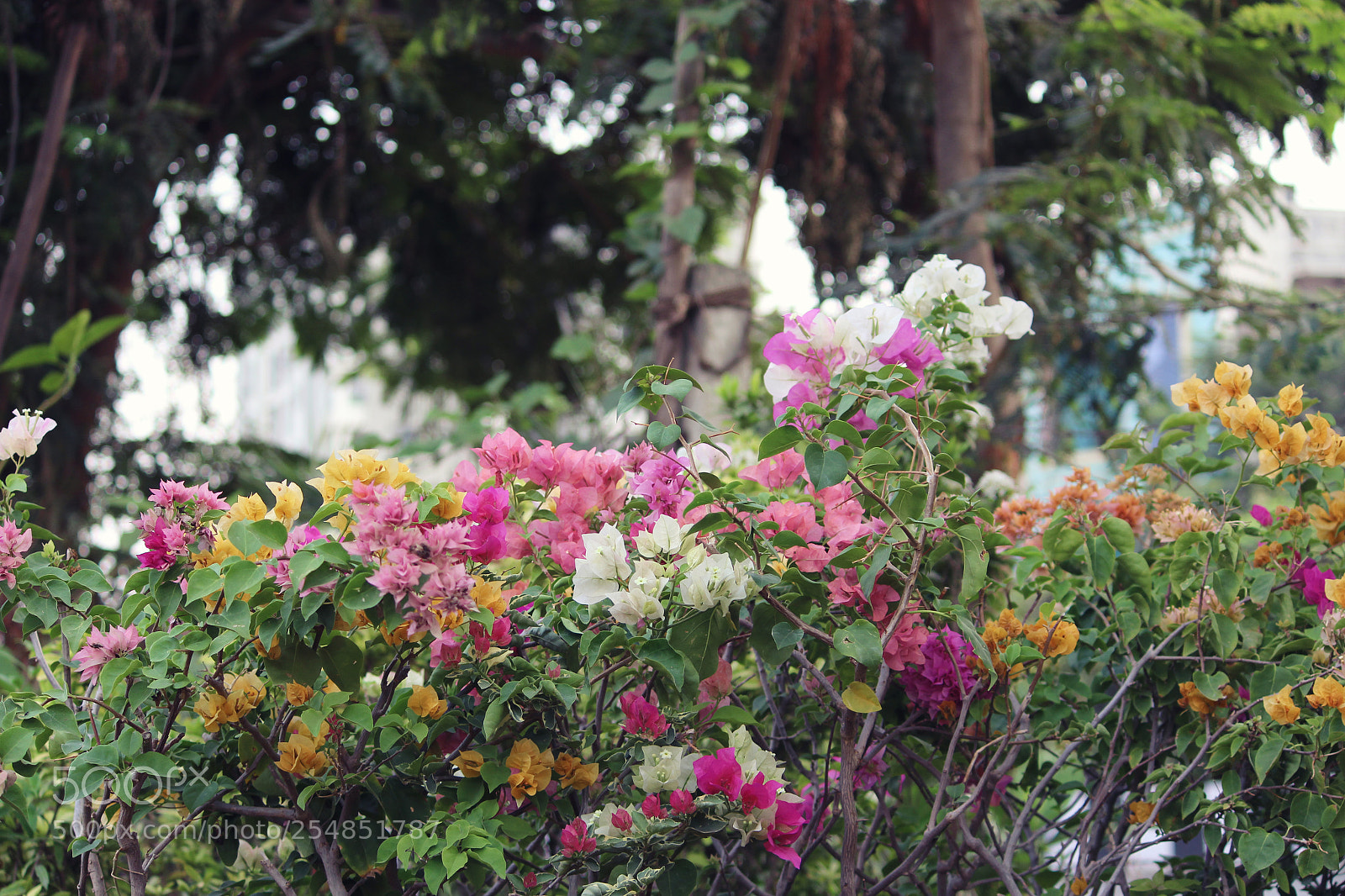 Canon EOS 700D (EOS Rebel T5i / EOS Kiss X7i) sample photo. Colorful flowers photography
