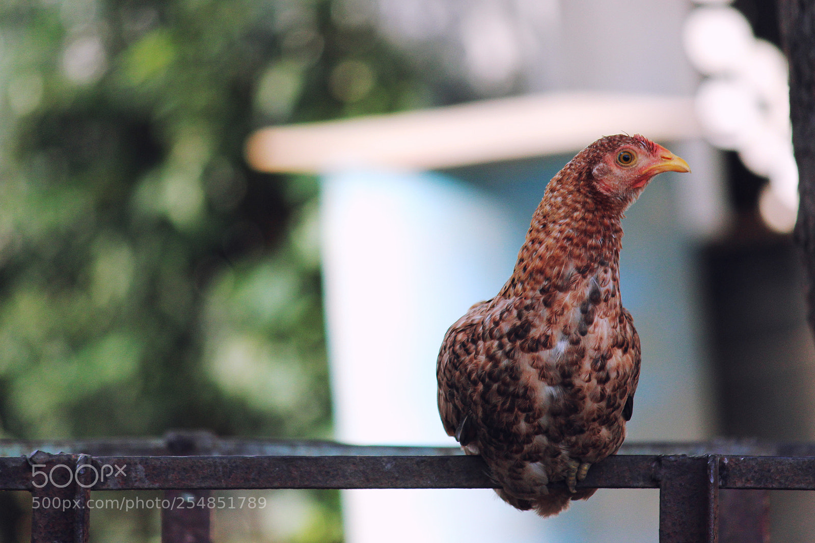 Canon EOS 700D (EOS Rebel T5i / EOS Kiss X7i) sample photo. Chicken close up photography