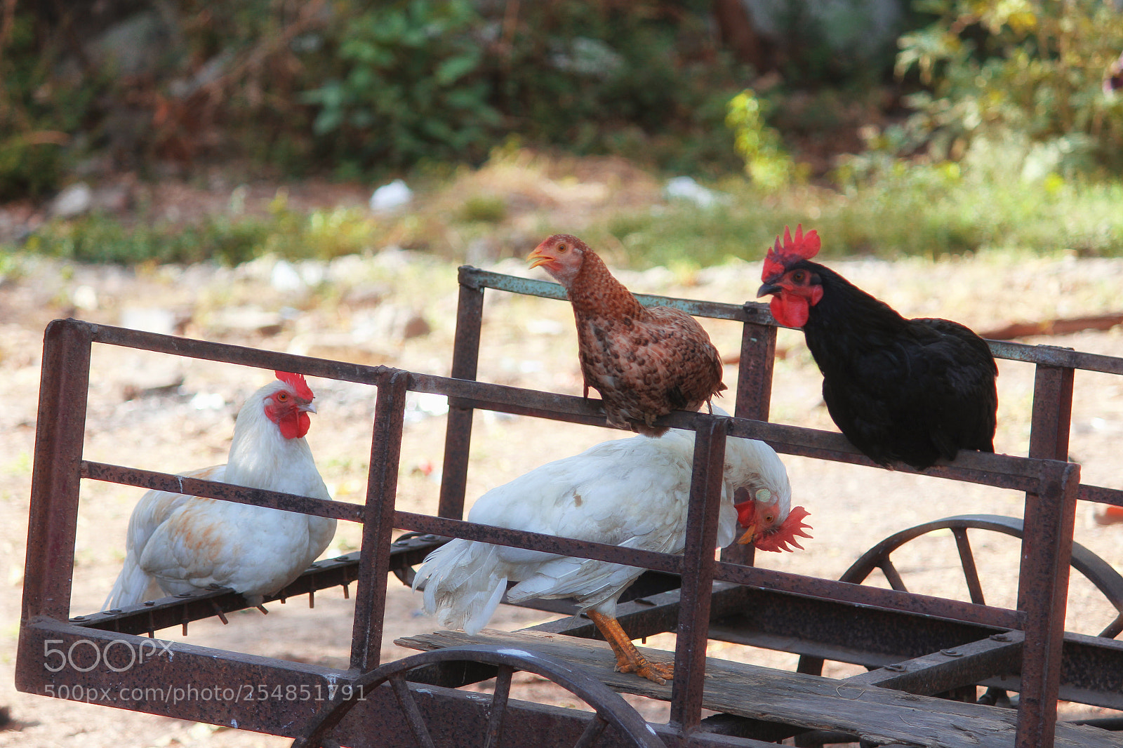 Canon EOS 700D (EOS Rebel T5i / EOS Kiss X7i) sample photo. Chicken family photography