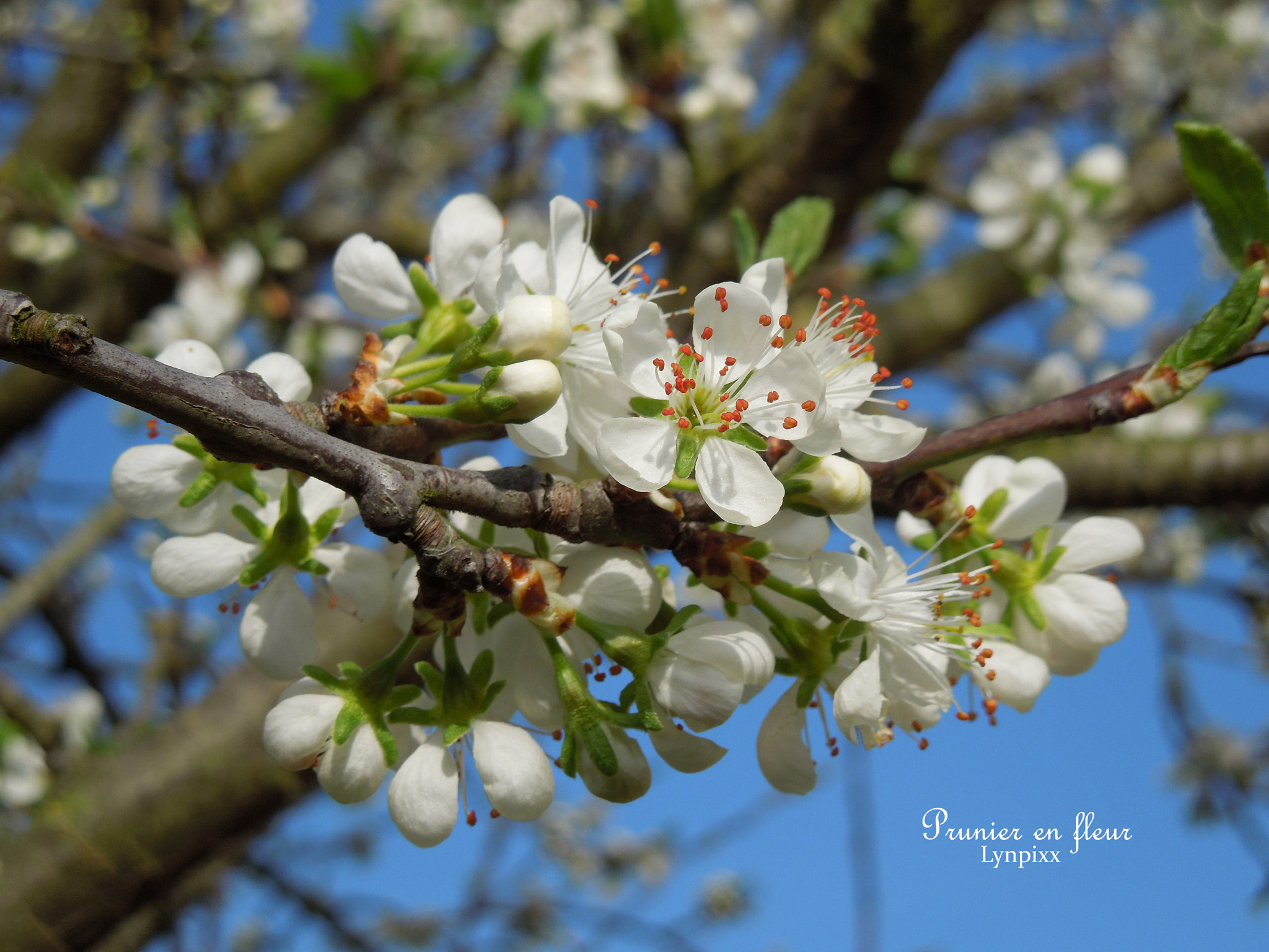 Nikon Coolpix S8200 sample photo. Prunier en fleur photography