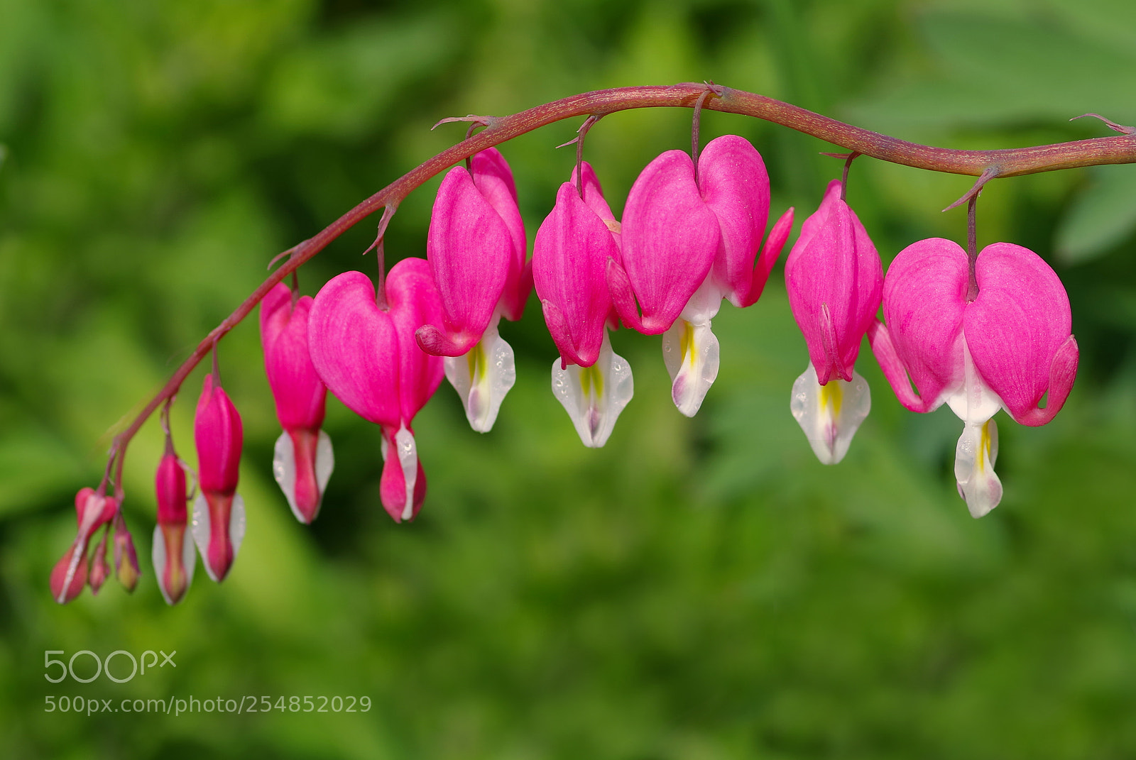 Pentax K-1 sample photo. Tränendes herz photography