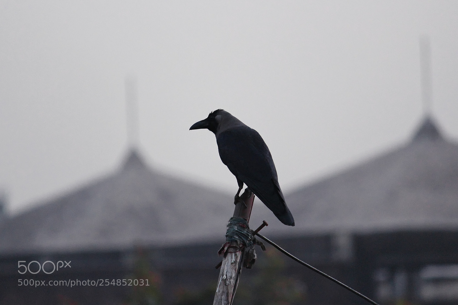 Canon EOS 700D (EOS Rebel T5i / EOS Kiss X7i) sample photo. Crow on wood pole photography