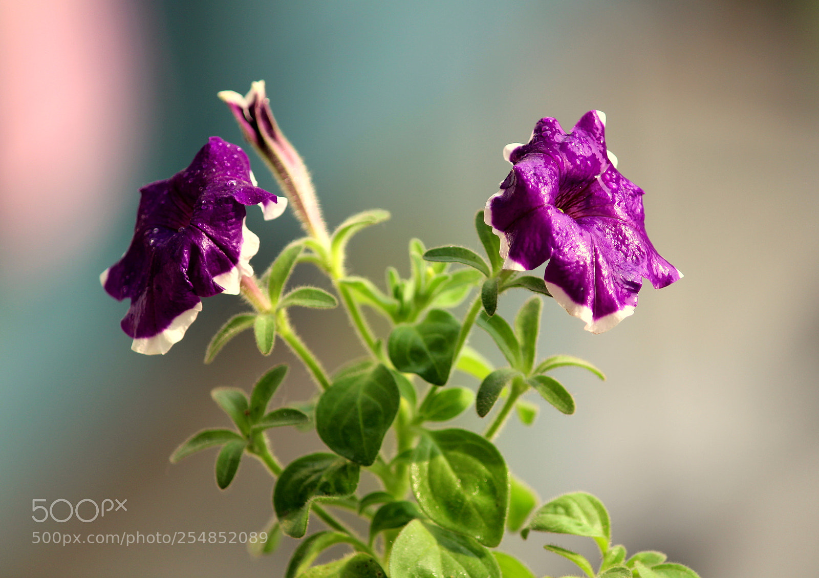 Canon EF-S 55-250mm F4-5.6 IS II sample photo. Violet pitunia.jpg photography
