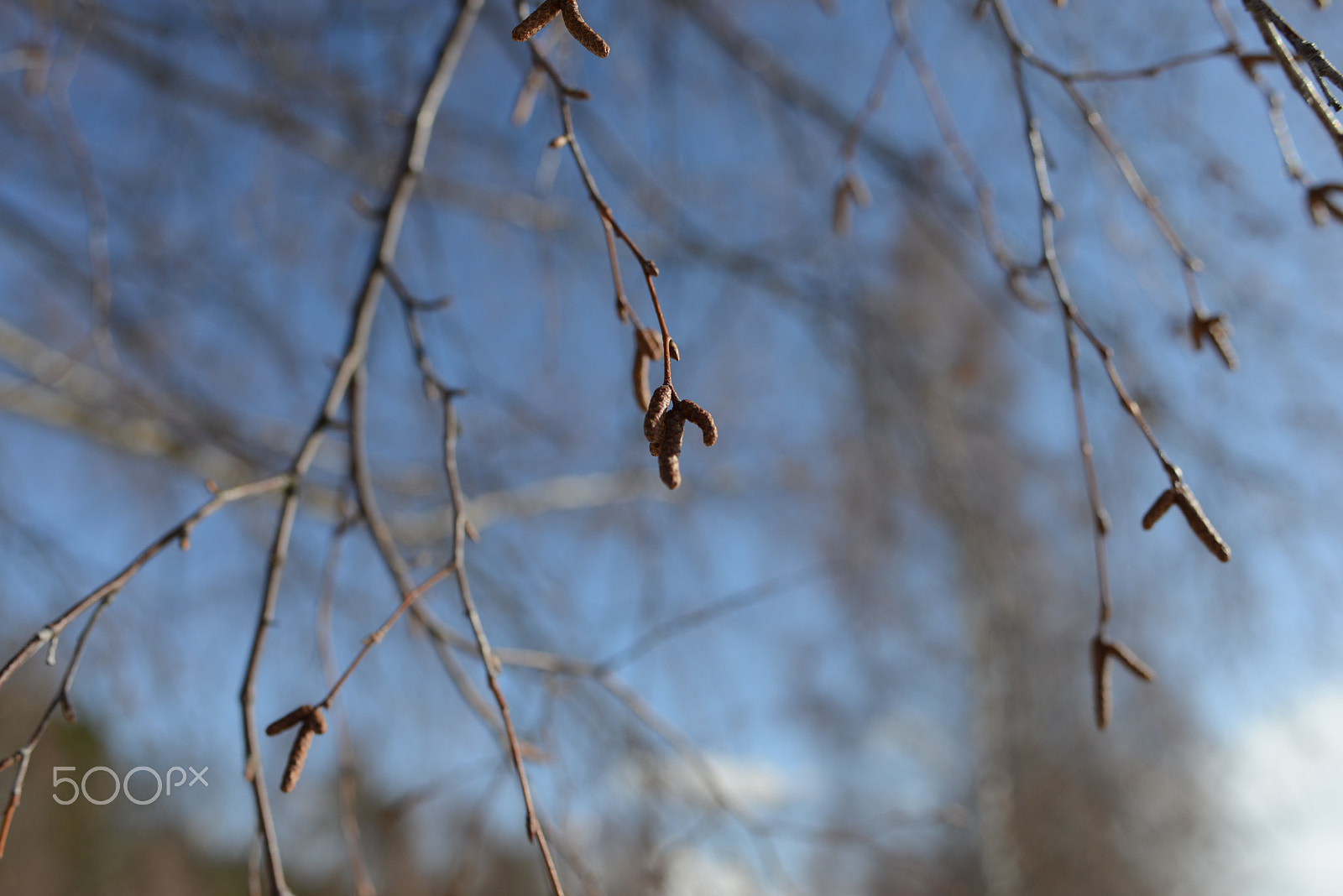 Nikon D800 sample photo. Lovely springtime photography