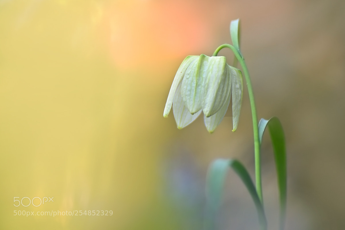 Nikon D7200 sample photo. Fritillaria meleagris var. alba photography
